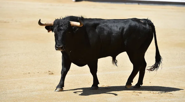 Poderoso Toro Negro Espectáculo Español Corridas Toros — Foto de Stock