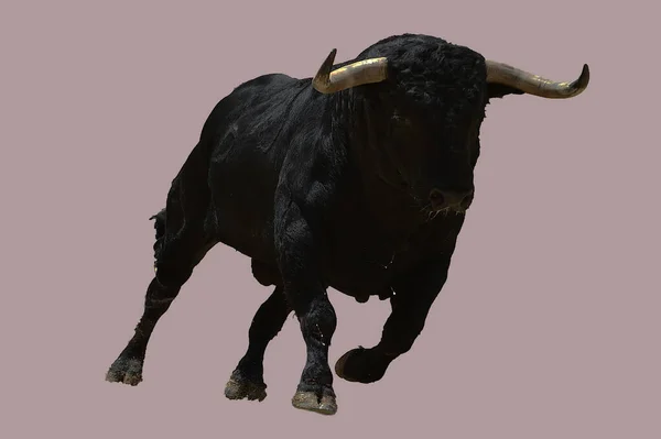 Black Powerful Bull Spanish Spectacle Bullfight — Stock Photo, Image