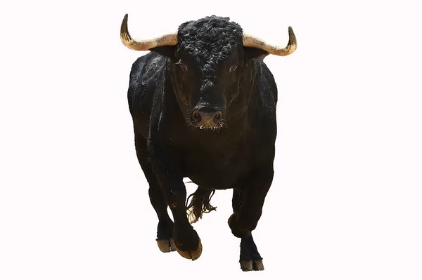一头关于西班牙斗牛奇观的黑色大牛 — 图库照片