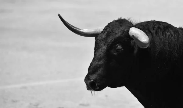Black Powerful Bull Spanish Spectacle Bullfight — Stock Photo, Image