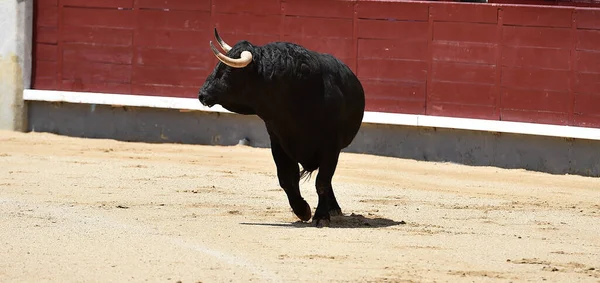 Egy Fekete Erős Bika Bikaviadal Spanyol Látványán — Stock Fotó