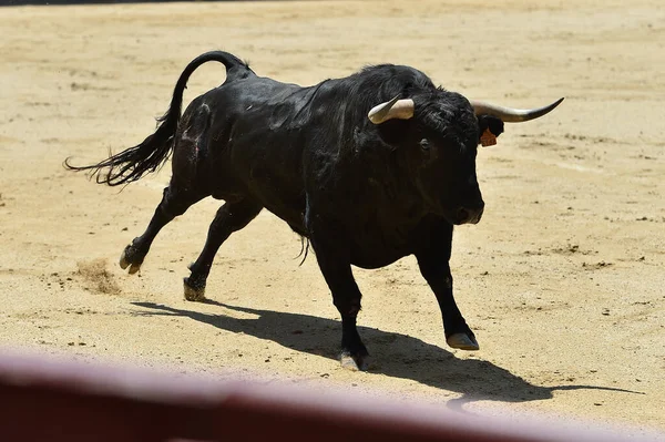 Ein Schwarzer Mächtiger Stier Auf Dem Spanischen Stierkampf Spektakel — Stockfoto