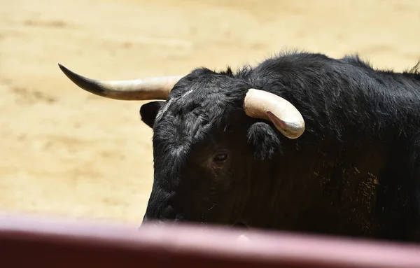 Poderoso Toro Negro Espectáculo Español Corridas Toros —  Fotos de Stock