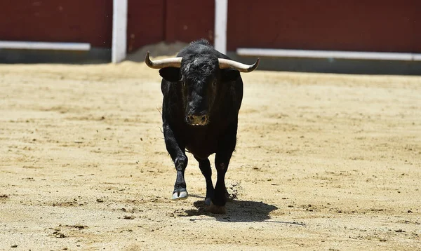 Ein Schwarzer Mächtiger Stier Auf Dem Spanischen Stierkampf Spektakel — Stockfoto