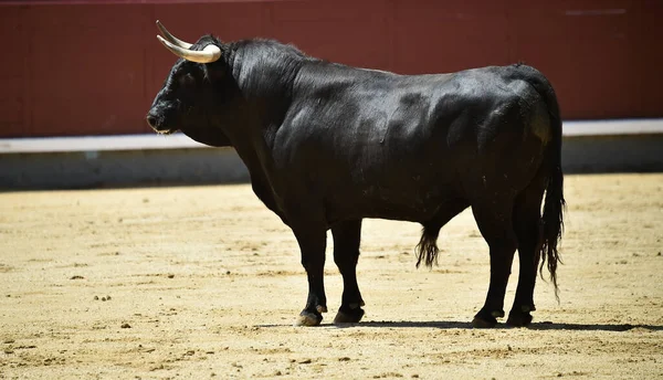 Ένα Μαύρο Ισχυρό Ταύρο Στο Ισπανικό Θέαμα Της Ταυρομαχίας — Φωτογραφία Αρχείου