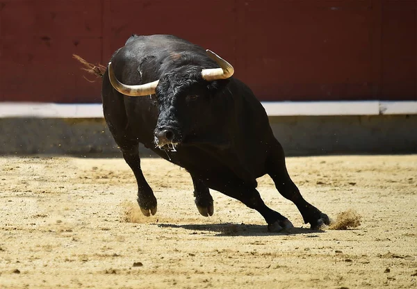 Svart Kraftfull Tjur Det Spanska Spektaklet Tjurfäktning — Stockfoto