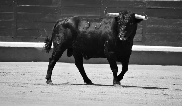 Ein Schwarzer Mächtiger Stier Auf Dem Spanischen Stierkampf Spektakel — Stockfoto