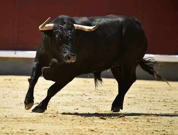 Een Zwarte Machtige Stier Het Spaanse Spektakel Van Het Stierengevecht — Stockfoto
