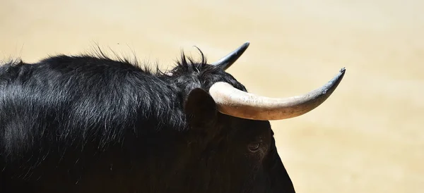 Taureau Noir Puissant Sur Spectacle Espagnol Corrida — Photo