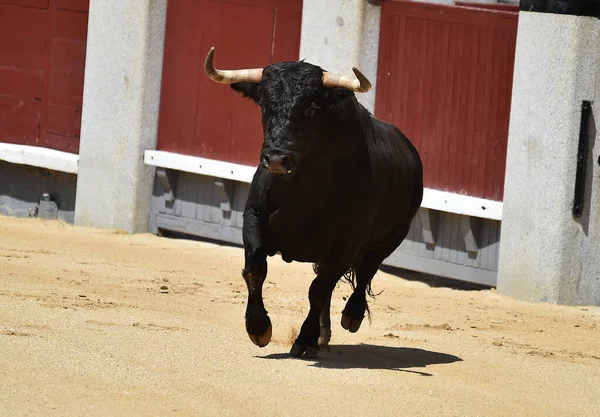 Touro Poderoso Preto Espetáculo Espanhol Tourada — Fotografia de Stock