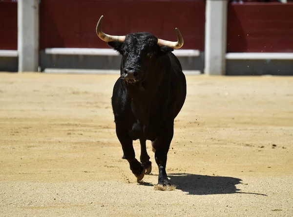 闘牛のスペインの光景に黒い強力な雄牛が — ストック写真