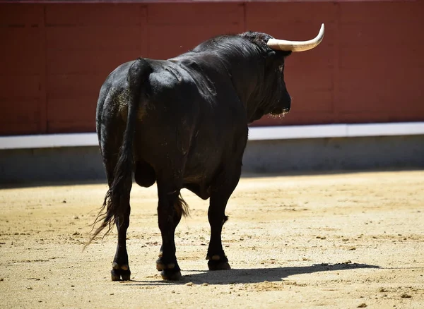 Touro Poderoso Preto Espetáculo Espanhol Tourada — Fotografia de Stock