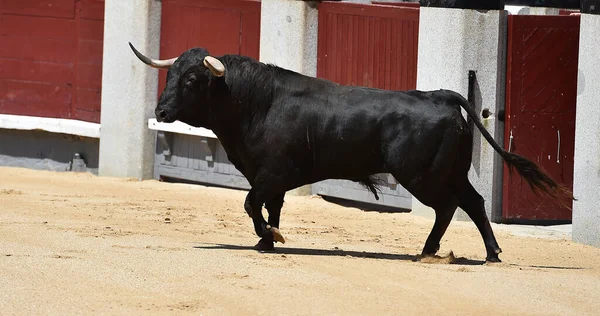 Spanya Boğa Güreşi Gösterisinde Güçlü Siyah Bir Boğa — Stok fotoğraf