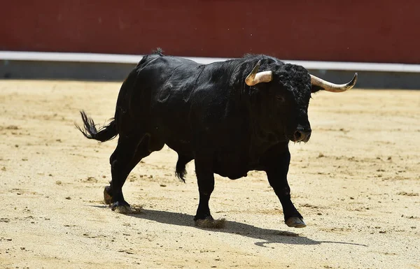 Чорний Потужний Бик Іспанському Видовищі Бика — стокове фото