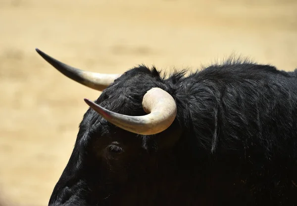 Touro Poderoso Preto Espetáculo Espanhol Tourada — Fotografia de Stock