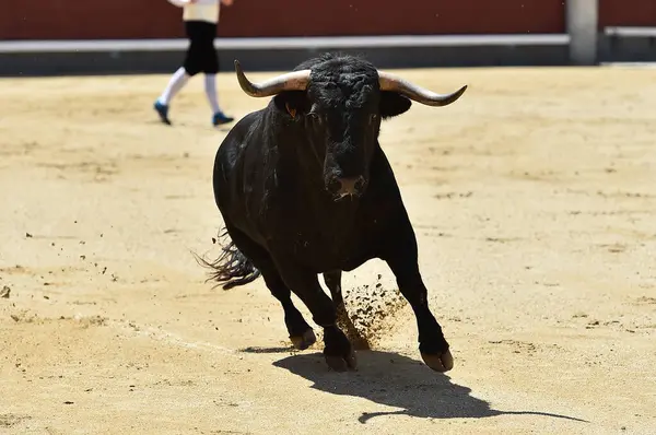 Een Zwarte Machtige Stier Het Spaanse Spektakel Van Het Stierengevecht — Stockfoto