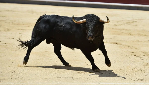 Svart Kraftfull Tjur Det Spanska Spektaklet Tjurfäktning — Stockfoto