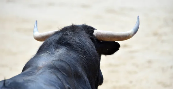 闘牛のスペインの光景に黒い強力な雄牛が — ストック写真