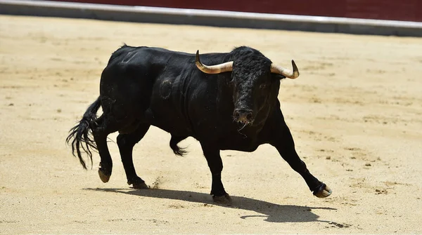 Svart Kraftfull Tjur Det Spanska Spektaklet Tjurfäktning — Stockfoto