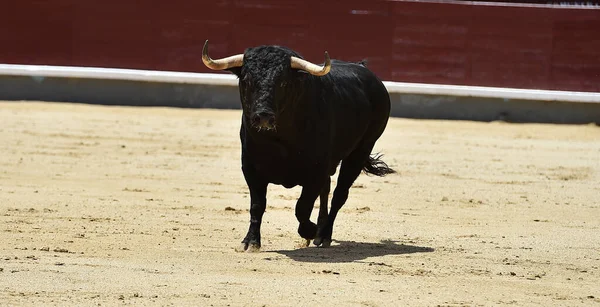 Ένα Μαύρο Ισχυρό Ταύρο Στο Ισπανικό Θέαμα Της Ταυρομαχίας — Φωτογραφία Αρχείου