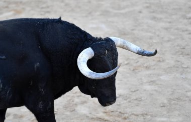İspanya 'daki sığır çiftliğinde güçlü bir boğa.