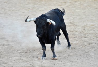 İspanya 'daki sığır çiftliğinde güçlü bir boğa.