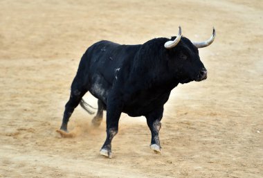 İspanya 'daki sığır çiftliğinde güçlü bir boğa.