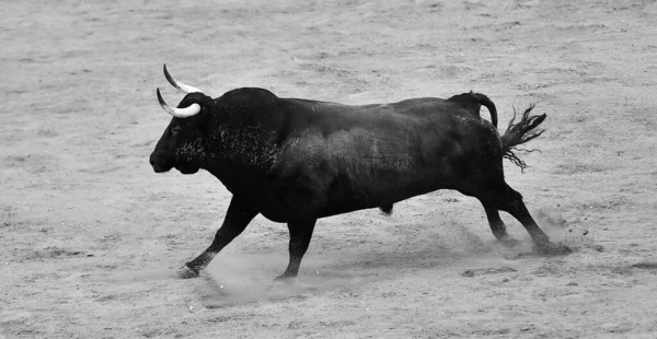 Egy Erős Bulls Spanyol Szarvasmarha Farrm Spanyolországban — Stock Fotó