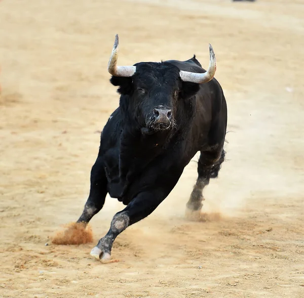 Stark Tjur Den Spanska Boskapsuppfödningen Spanien — Stockfoto