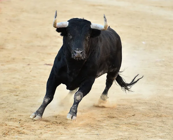 Spanya Daki Sığır Çiftliğinde Güçlü Bir Boğa — Stok fotoğraf