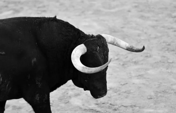 Fuerte Toro Sobre Ganado Español Farrm España — Foto de Stock