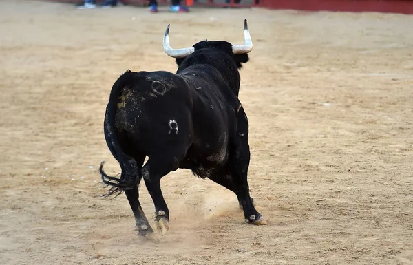 Silný Býk Španělské Farmě Dobytkem Španělsku — Stock fotografie