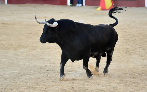 Silný Býk Španělské Farmě Dobytkem Španělsku — Stock fotografie