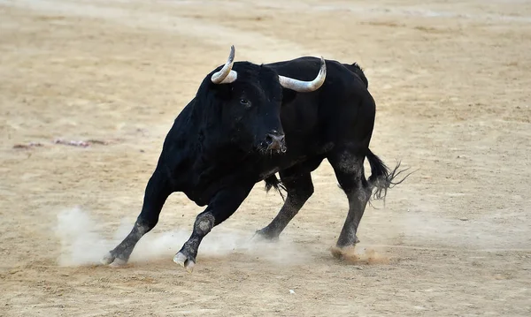 Forte Tori Sulla Fattoria Bovini Spagnoli Spagna — Foto Stock