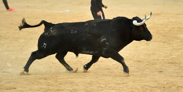 Strong Bulls Spanish Cattle Farrm Spain — Stock Photo, Image