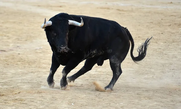 Taureau Fort Sur Bétail Espagnol Farrm Sur Espagne — Photo