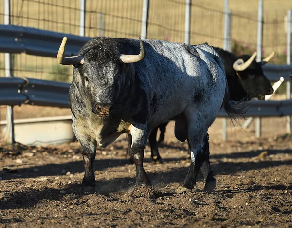 Egy Erős Bulls Spanyol Szarvasmarha Farrm Spanyolországban — Stock Fotó