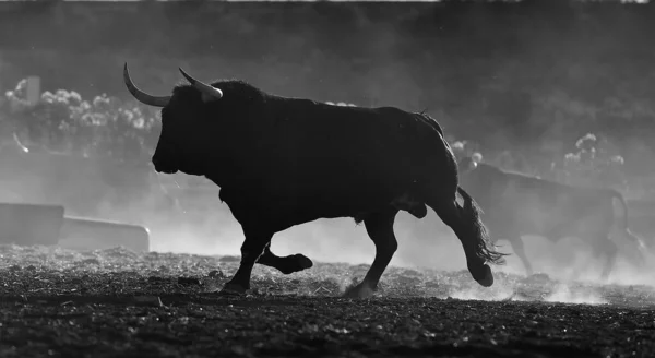 Een Sterke Stier Spaanse Veefokkerij Spanje — Stockfoto