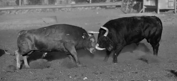Silný Býk Španělské Farmě Dobytkem Španělsku — Stock fotografie