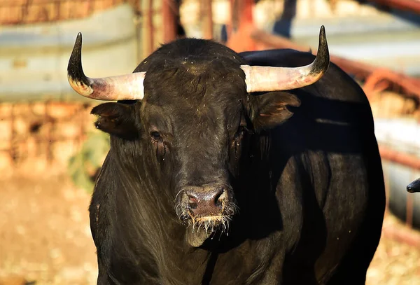 Міцні Бики Іспанському Фермі Худоби — стокове фото