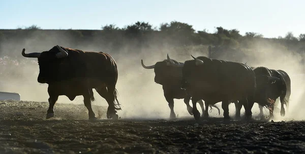 Forte Touros Gado Espanhol Farrm Espanha — Fotografia de Stock