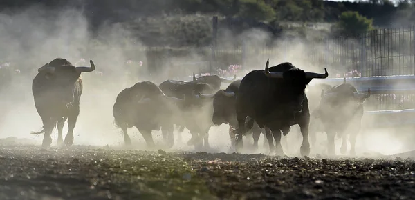 Ein Starker Bulle Auf Der Spanischen Rinderfarm Spanien — Stockfoto