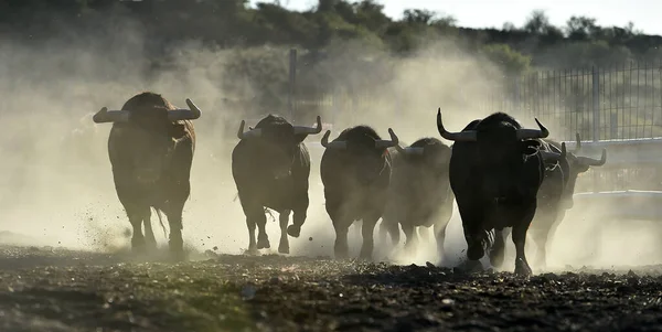 Ein Starker Bulle Auf Der Spanischen Rinderfarm Spanien — Stockfoto