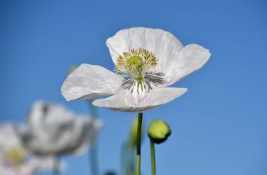 Yeşil tarlada beyaz gelincikler