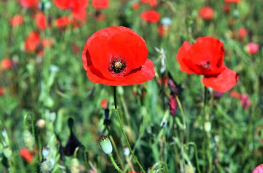 Yeşil tarlada beyaz gelincikler