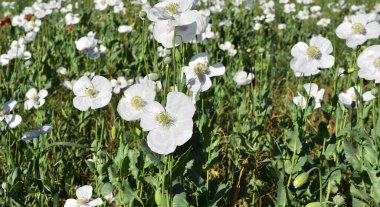 Yeşil tarlada beyaz gelincikler