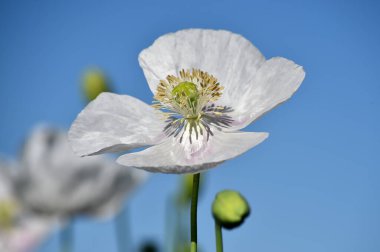 Yeşil tarlada beyaz gelincikler
