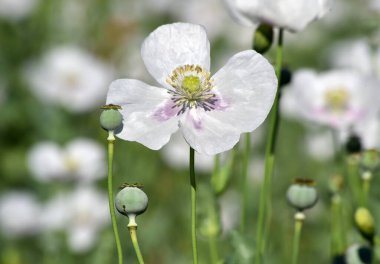 Yeşil tarlada beyaz gelincikler
