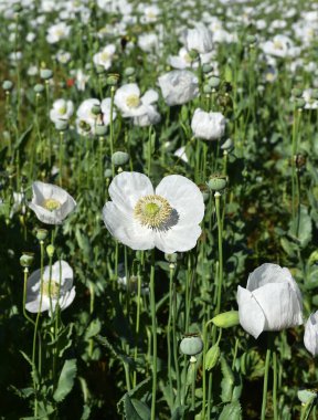 Yeşil tarlada beyaz gelincikler