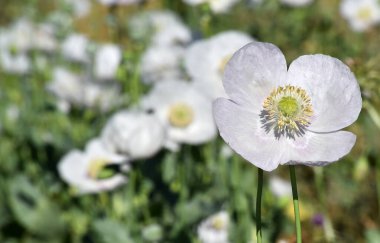 Yeşil tarlada beyaz gelincikler